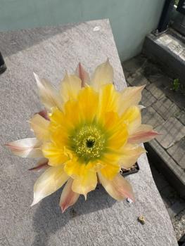 Echinocereus dasyacanthus